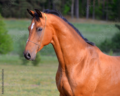 Bay akhal teke horse standing in the field in show halter. Animal portrait close.