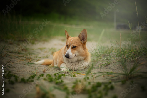 Welsh Corgi Pembroke dog posing for photos