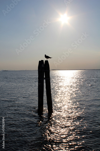 Silhouette of seagull sat on a bricola photo