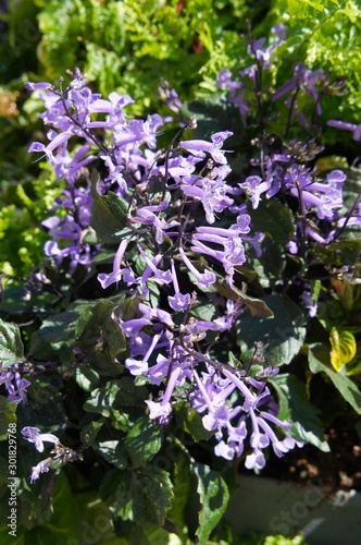 Plectranthus mona lavender violet flowers vertical
