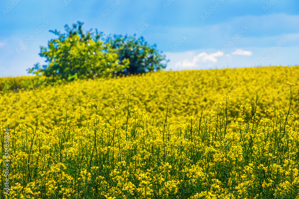 Field with yellow rapeseed during flowering and tree in the distance_ Field with yellow rapeseed during flowering and tree in the distance_