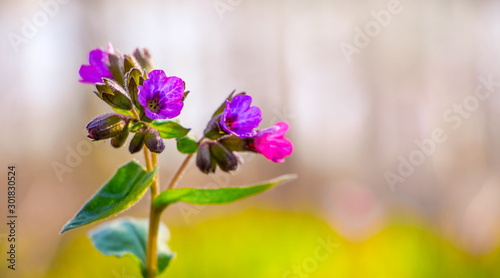 Pink and purple  flowers of pulmonaria (lungwort) on a light blurred background. Copy space_ photo