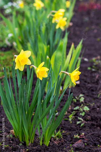 Yellow daffodil flowers on a bed. Vertical format_