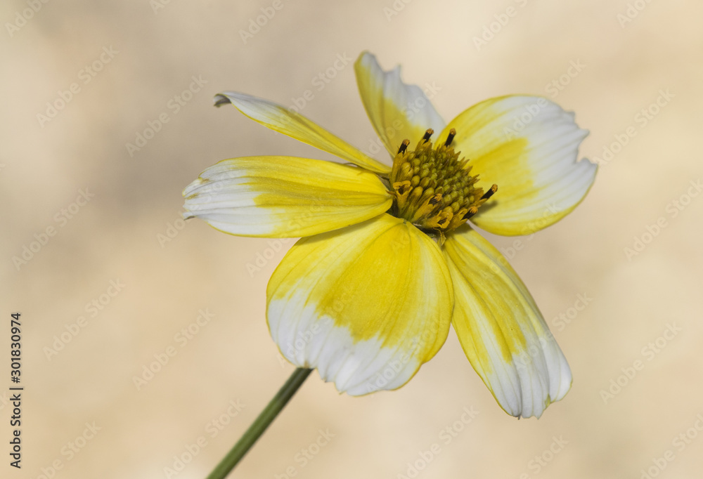 Bidens aurea tickseed or beggars ticks beautiful white and yellow