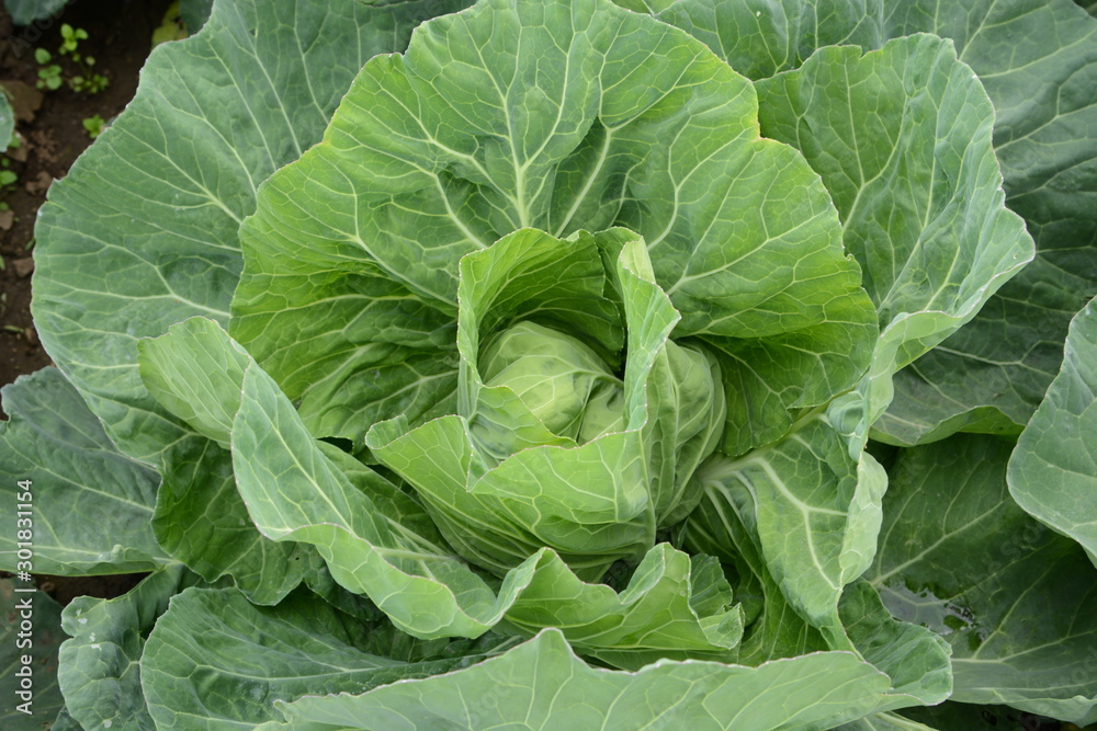 Cabbage Cultivation / Cabbage contains vitamin U (Cabagin) and is a vegetable that is effective in preventing stomach ulcers. Cabbage Cultivation / Cabbage contains vitamin U (Cabagin) and is a vegetable that is effective in preventing stomach ulcers.