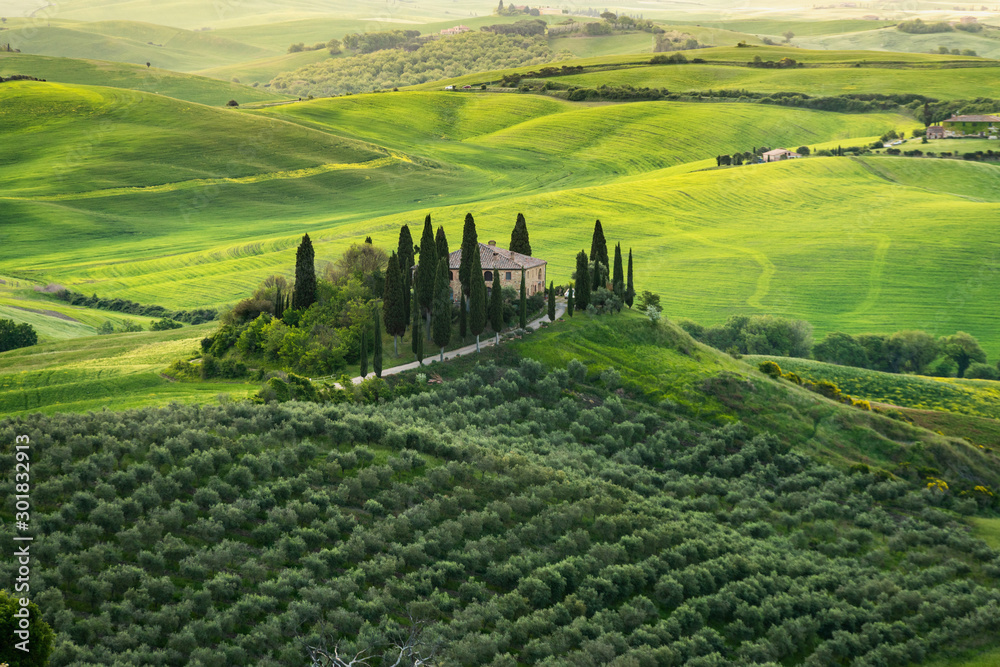 Fototapeta premium Belweder w Toskanii, plantacja oliwek na tle innych ogrodów oliwnych, Włochy