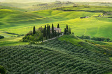 Belweder w Toskanii, plantacja oliwek na tle innych ogrodów oliwnych, Włochy