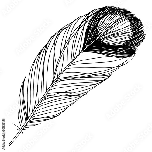 Vector Bird feather from wing isolated. Black and white engraved ink art. Isolated feathers illustration element.