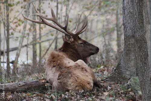 Elk resting in Lone elk Park 2019 I