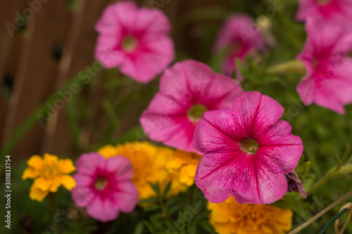 Calibrachoa