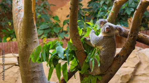 Canvas Print Koala