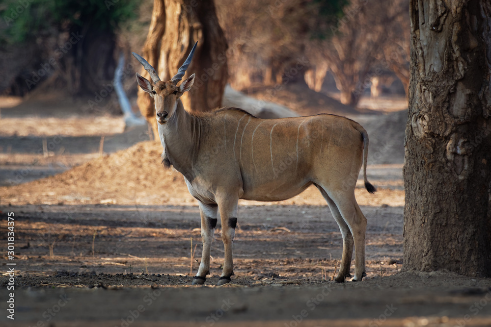 Common Eland - Taurotragus oryx also the southern eland or eland antelope, savannah and plains antelope found in East and Southern Africa, family Bovidae and genus Taurotragus Common Eland - Taurotragus oryx also the southern eland or eland antelope, savannah and plains antelope found in East and Southern Africa, family Bovidae and genus Taurotragus