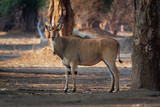 Common Eland - Taurotragus oryx also the southern eland or eland antelope, savannah and plains antelope found in East and Southern Africa, family Bovidae and genus Taurotragus