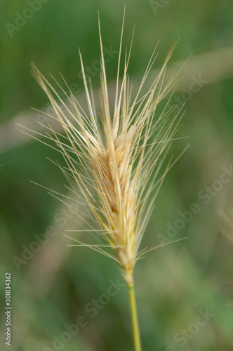 ears of wheat in the field macro