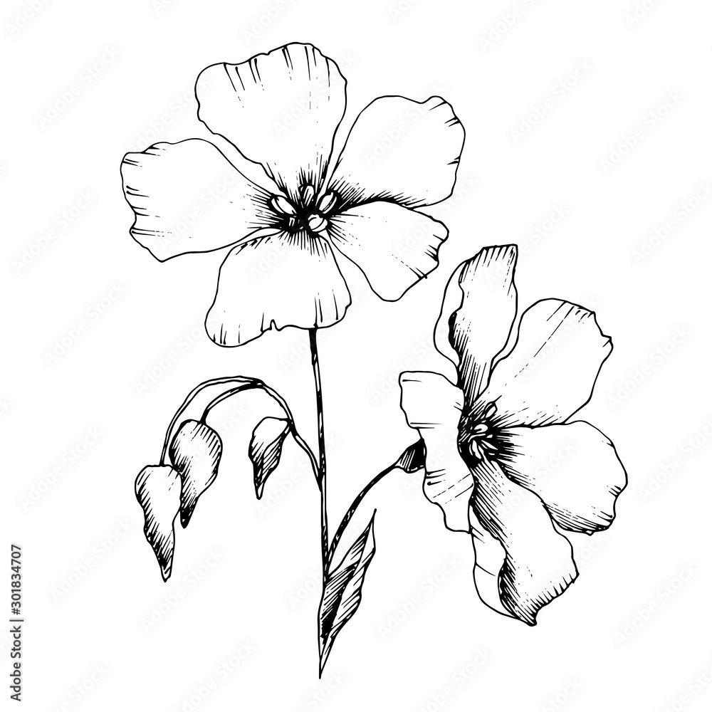Fototapeta premium Vector Flax floral botanical flowers. Black and white engraved ink art. Isolated flax illustration element.