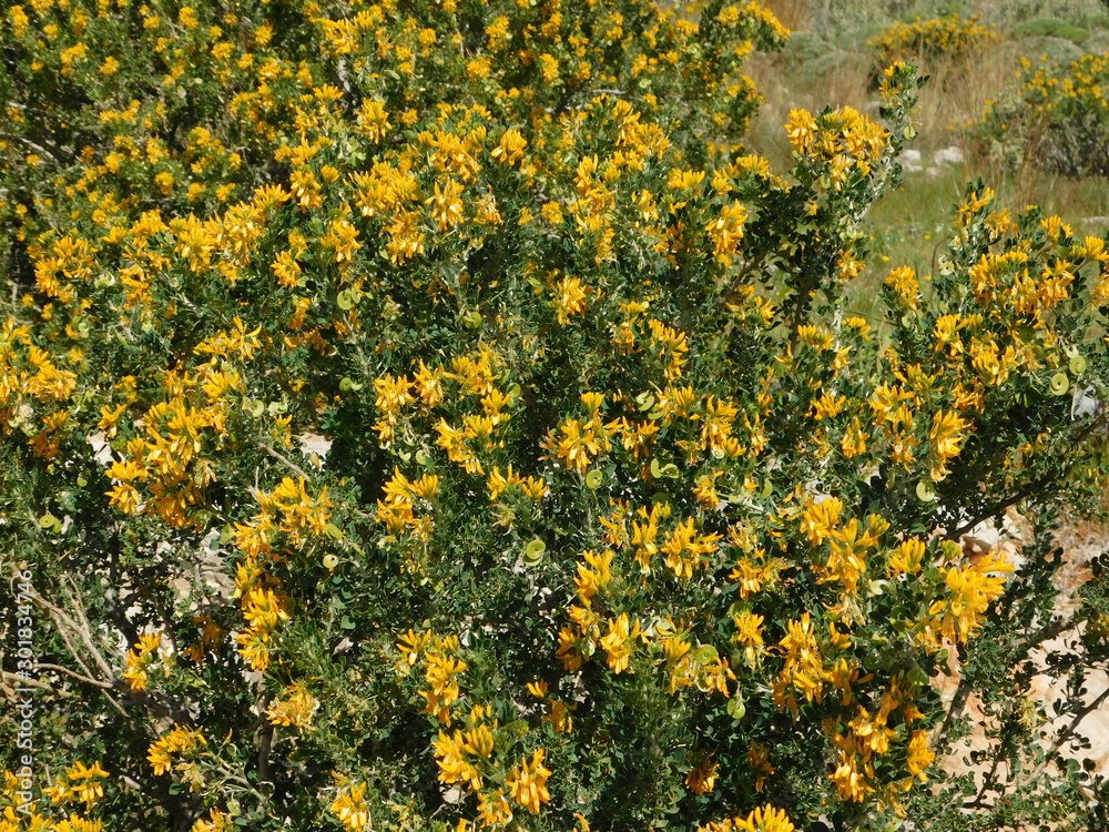 Medicago or alfalfa arborea, or moon trefoil, wild plant with beautiful yellow flowers