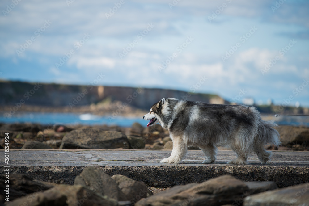 Naklejka premium Big Fluffy Hound