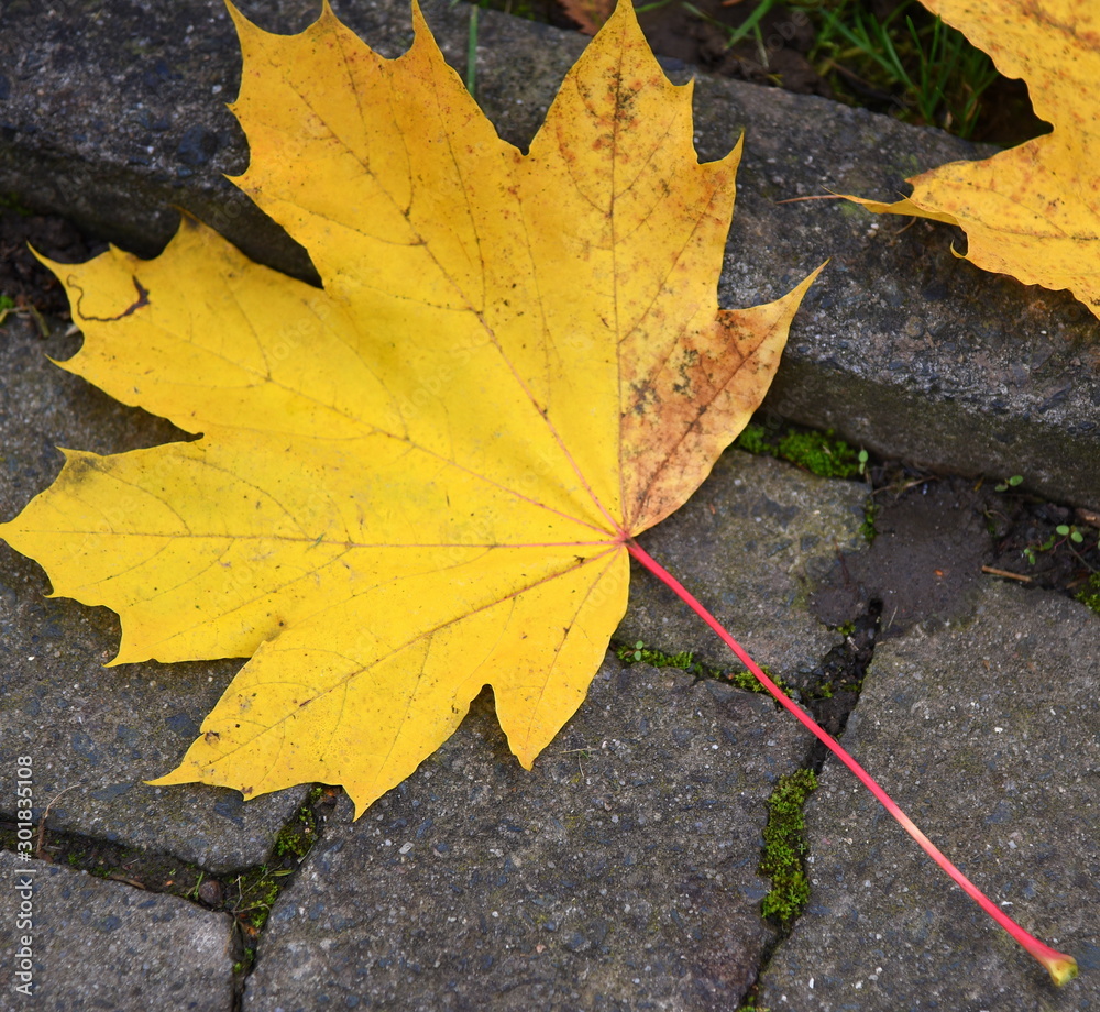 Herbstlich leuchtendes Ahornlaub Herbstlich leuchtendes Ahornlaub
