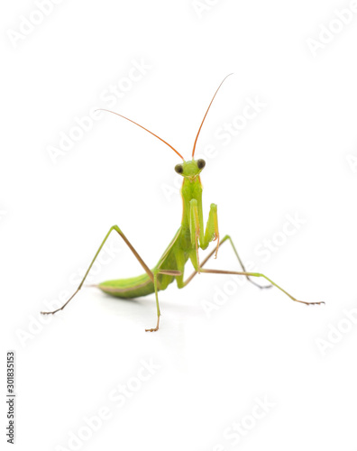 Large green mantis.