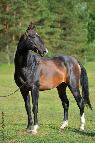 Purebred black Akhal Teke horse outside in a show halter. Portrait,