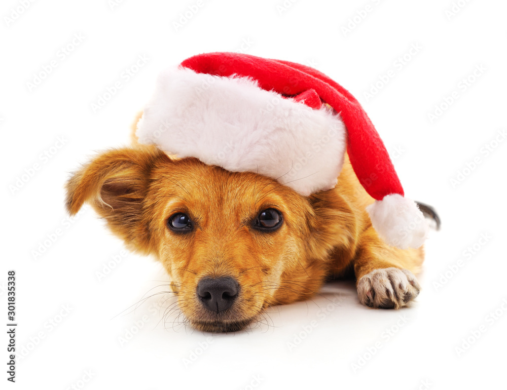 Dog in a Christmas hat. Dog in a Christmas hat.