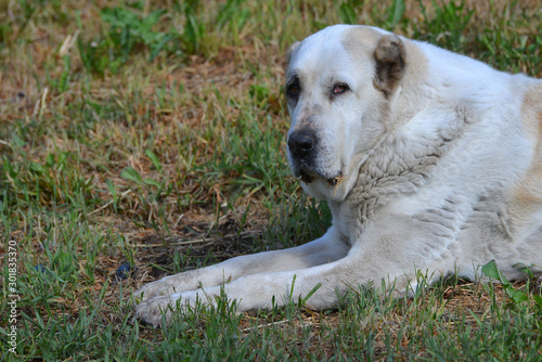 White big alabai shepherd dog. Farm animal portrait.
