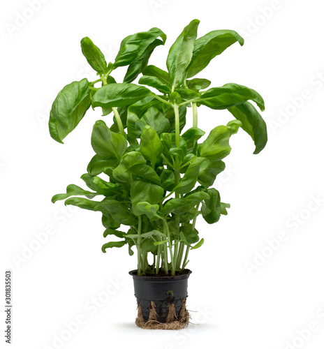 Fotografie, Obraz Basil plant growing in plastic pot isolated on white background