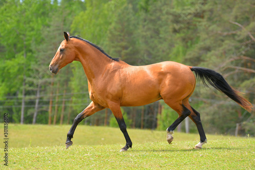 Bay akhal teke breed stallion runs in trot in the green summer field up. Animal portrait in motion.