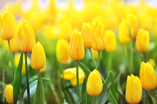 Spring blossoming yellow tulips, bokeh flower background, pastel and soft flo...