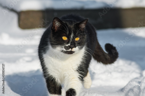A black and white cat with yellow eyes is walking along a snowy street