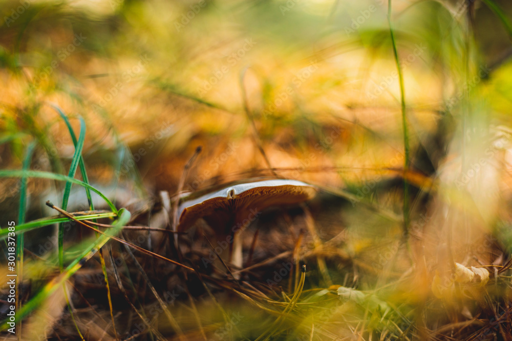 Mushroom in the forest. The concept of walking in the woods and picking mushrooms. Poisonous mushrooms, mindfulness during mushrooming. Wandering in the woods. Mushroom in the forest. The concept of walking in the woods and picking mushrooms. Poisonous mushrooms, mindfulness during mushrooming. Wandering in the woods.