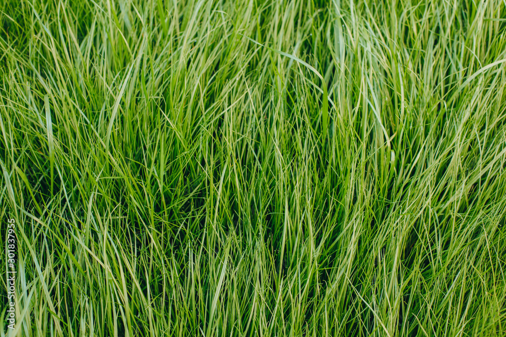 close-up shot of fresh green sprouts grass close-up shot of fresh green sprouts grass