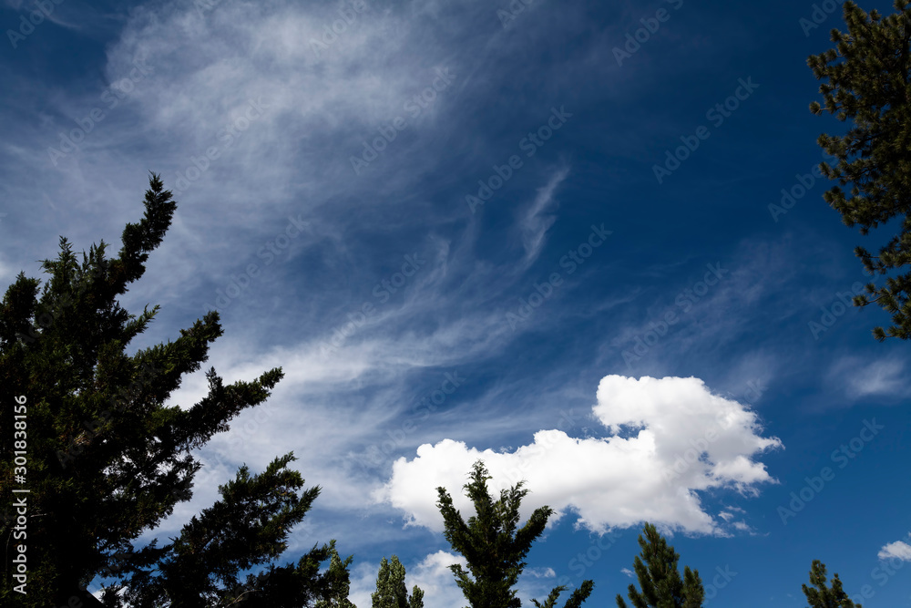 Obraz premium Blue Sky With White Clouds And Green Tree Branches
