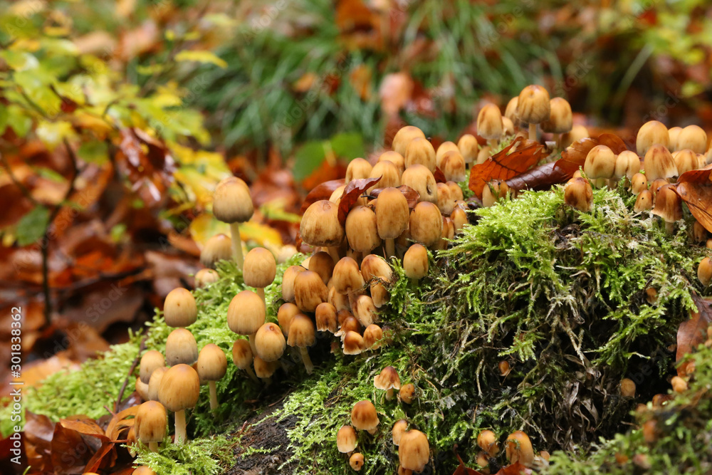 Yellow forest mushrooms grew on a fallen tree Yellow forest mushrooms grew on a fallen tree