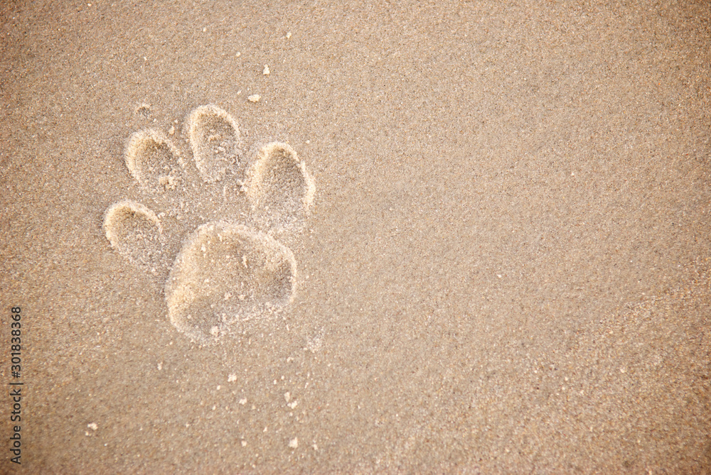 Φωτογραφία Single dog pawprint on the beach in textured brown sand