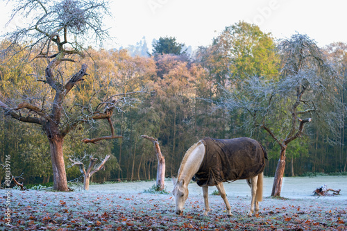 Frozen grass for breakfast