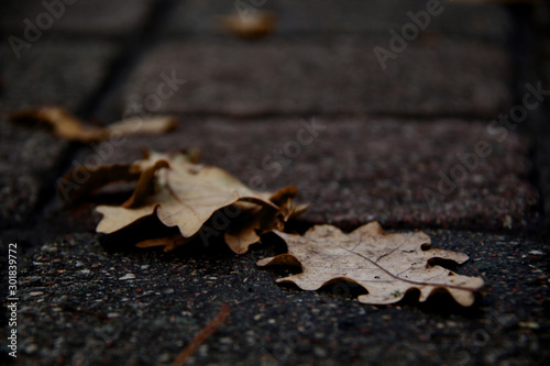 yellow oak leafs on the road close up