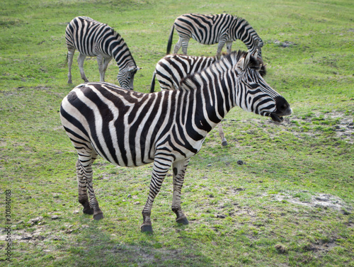 Zebras grazing on green grass in the meadow