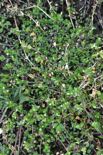 A sprocket (Stellaria media) grows in the soil