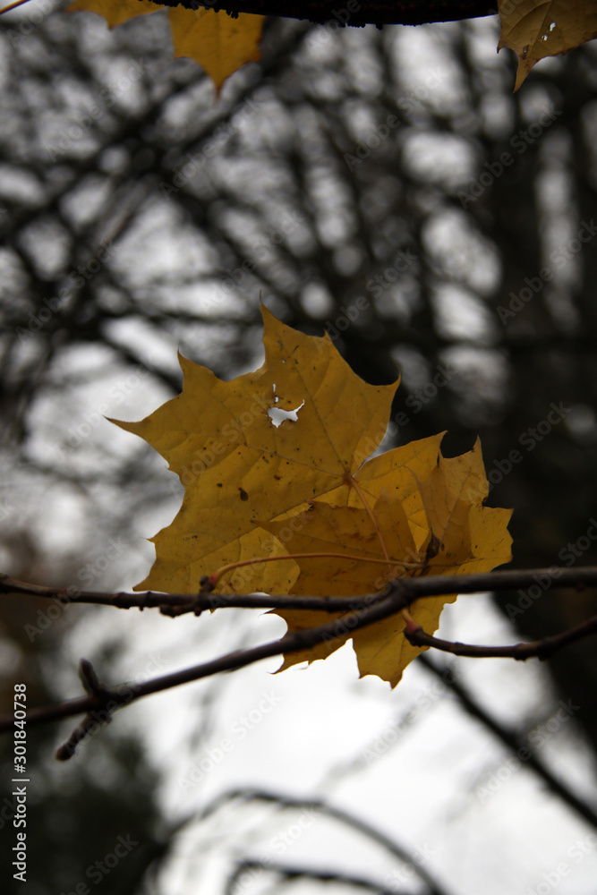 Fototapeta premium yellow maple leafs on branch close up