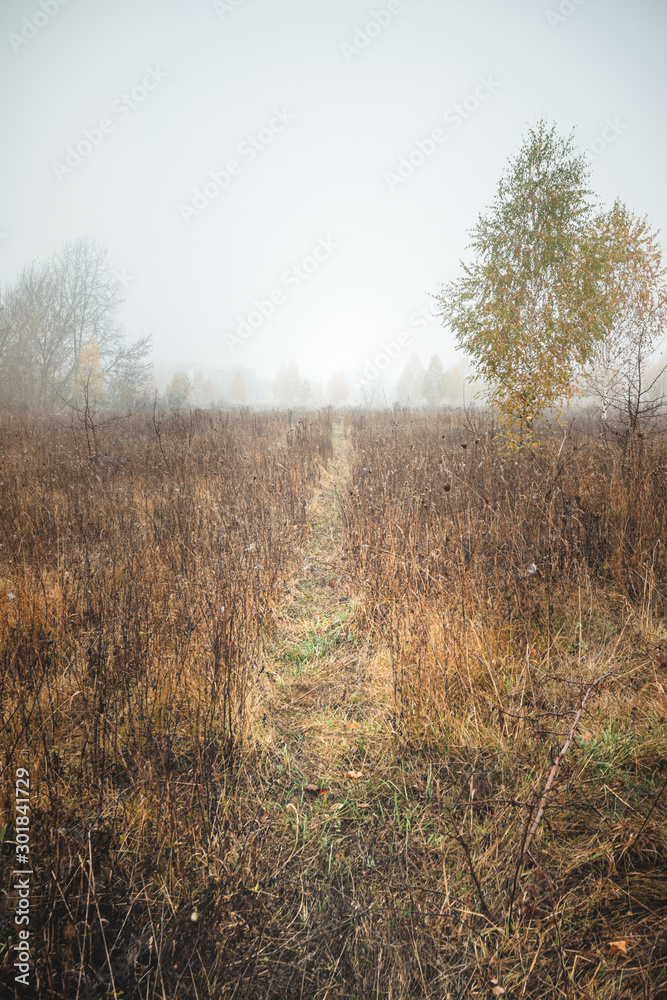 Fototapeta premium Autumn misty landscape with trail in field. Autumn field with fog. Nature scene with mystical mist field and trail