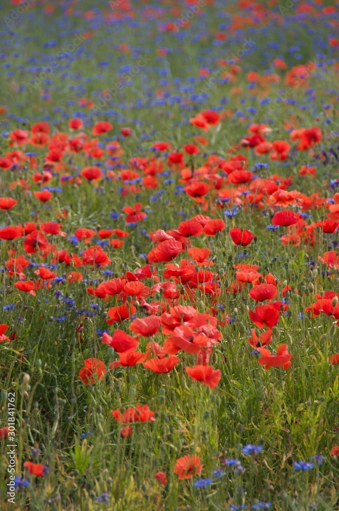 field of poppies and cornflowers