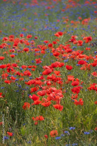 field of poppies and cornflowers