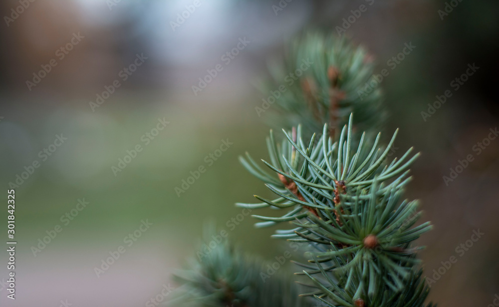 Closeup photo of spruce tree branch on the right side of picture. Soft focus and blur in background with bokeh