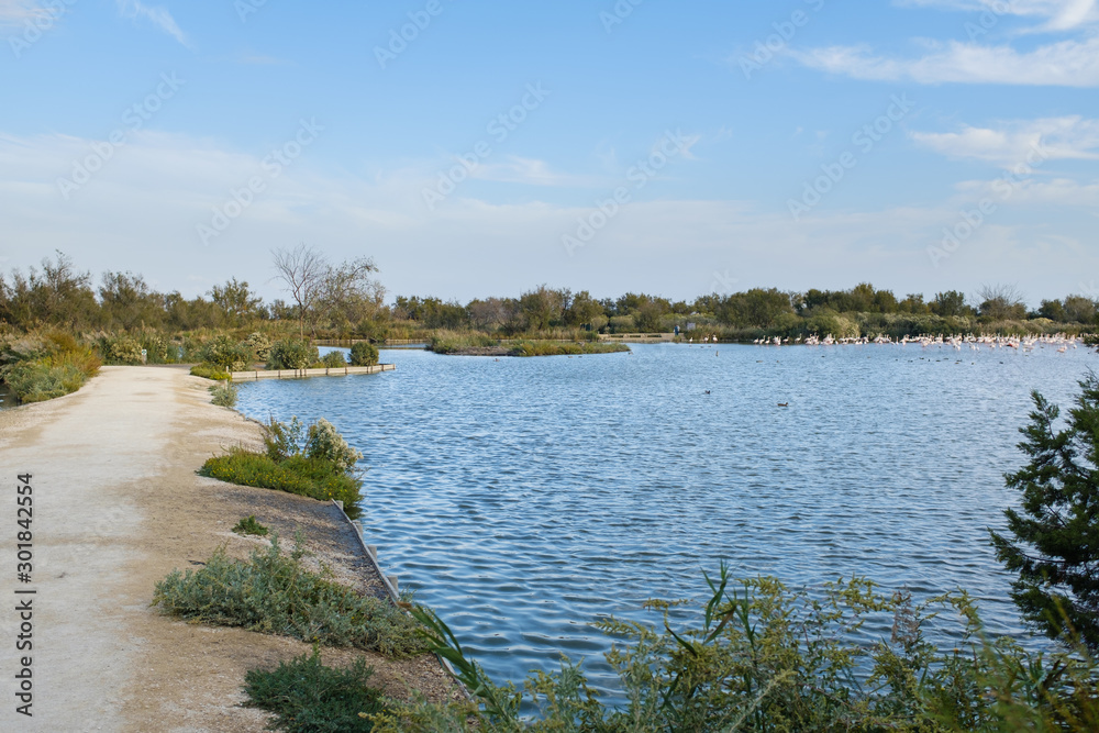 La Camargue wetlands lake with flamingos famous bird watching spot