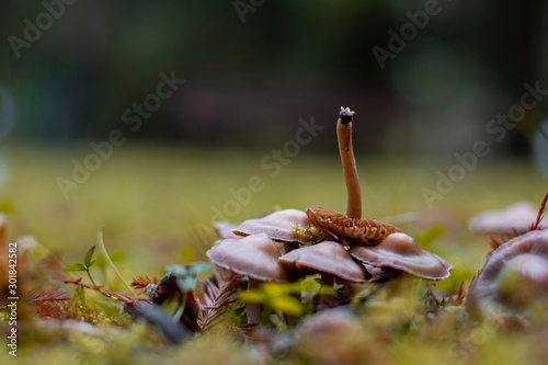 Mushroom close up in forest. Upside down mushroom on top of others. Soft focus, blurred background. Brown and green colors