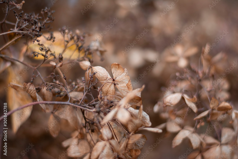 Close up of dry brown hydragena (hortensia) flower petals. Soft and selective focus with blurred background Close up of dry brown hydragena (hortensia) flower petals. Soft and selective focus with blurred background