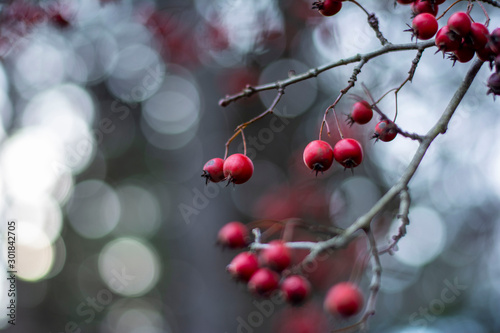 Red berry close-up. Soft focus  bokeh and blur. Autumn forest capture