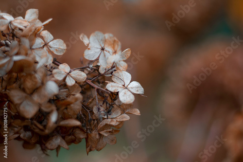 Close up of dry brown hydragena (hortensia) flower petals. Soft and selective focus with blurred background photo