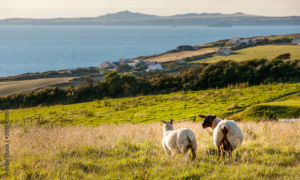 Schafe an er Koste von Broad Haven inWales - Great Britain